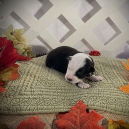 Girl 2 Black tri - Black tri Miniature American Shepherd puppy in Allentown, Pennsylvania from Great Companions MAS -Pennsylvania