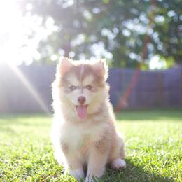 Matcha - Red and white male Pomsky puppy in Trenton, Texas from Blissful Paws Pomskies