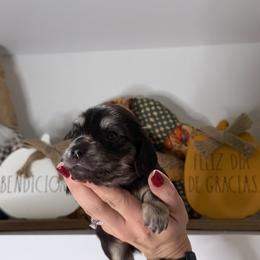 Dachshund Puppies from Teenie Bikini Weenies