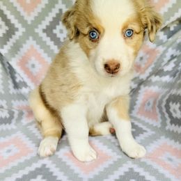 Australian Shepherd Puppies from Jo’s Aussies