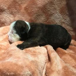 Gomez Green - Red and white male Bulldog puppy in Laurel, Montana from Bull Mountain Bulldogs