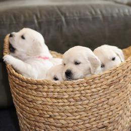 Golden Retriever puppies from Dandelion Meadows Farm