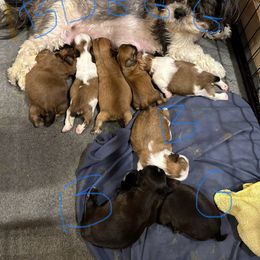 Shih Tzu Puppies from Happy Haven Farm