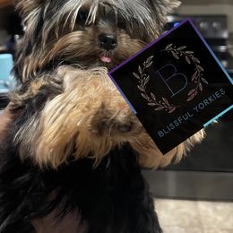 Yorkshire Terrier Puppies from Blissful_Yorkies