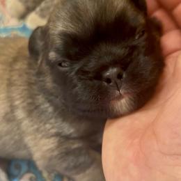 Harvey (FLUFFY) - Fawn brindle and white male French Bulldog puppy in Bend, Oregon from High Lakes Frenchies