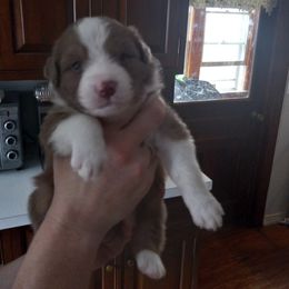 Australian Shepherd Puppies from Melick Kennels