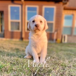 Maple - Champagne female Dilute Retriever puppy in Rockwall, Texas from T3 Pups