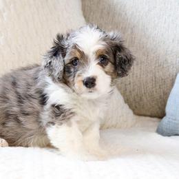 Hank - male Australian Mountain Doodle puppy in Salem, Utah from Go West Mini Aussies