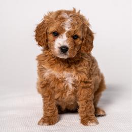 Spring - Red  female Goldendoodle puppy in Slc, Utah from Timp Doodles