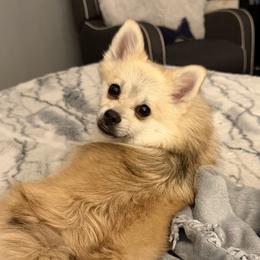 Pomskies from Kacy Dunckhorst