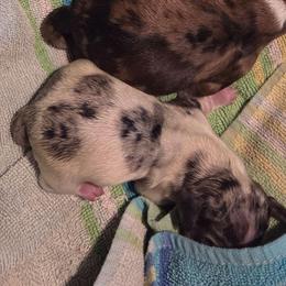 TBD - Dapple female Dachshund puppy in Mobile, Alabama from Mobile Mini Dachshunds
