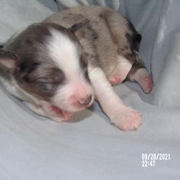 Toy Australian Shepherd Puppies from Cherry Grove Toy Aussies