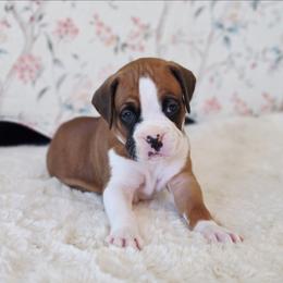 Boy 2 - Fawn male Boxer puppy in Howey In The Hills, Florida from Bayla Belle & Blossom's Boxers