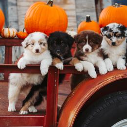 Australian Shepherd Puppies from River Reign Australian Shepherds