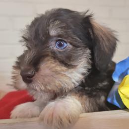 Miniature Schnauzer and Yorkshire Terrier Puppies from Puppy Sugars Kennels