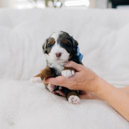 Guido - Merle male Bernedoodle puppy in Murray, Utah from Sun Valley Doodles