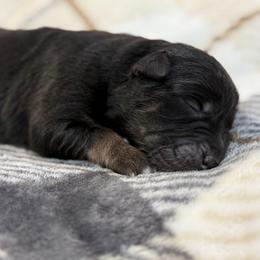 Maggie - Black tri-color female Australian Shepherd puppy in Nicholasville, Kentucky from Sugar Creek Aussies
