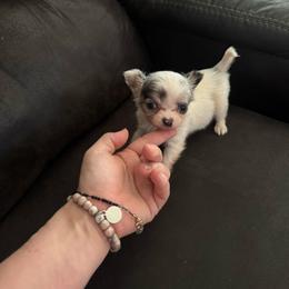 Phoenix - Merle male Chihuahua puppy in Breese, Illinois from Casey's Chihuahuas