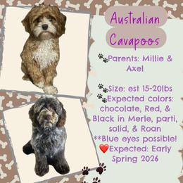 Cavapoo puppies from Harper Haven Cavapoos & Doodles