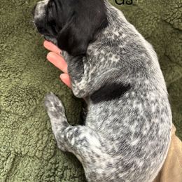 German Shorthaired Pointer Puppies from Golden pointers