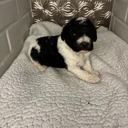 Sherlock - Black and white male Cavapoo puppy in Poetry, Texas from Darling Doodles of Texas