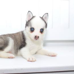 Danica - Gray and white female Pomsky puppy in Murfreesboro, Tennessee from Middle Tennessee Pomskies