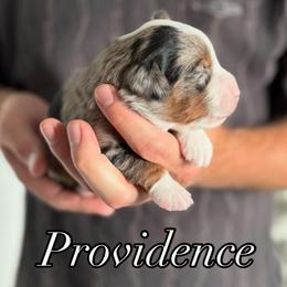 Providence - Blue merle male Toy Australian Shepherd puppy in Riverton, Utah from Iron Spirit Homestead & Aussies