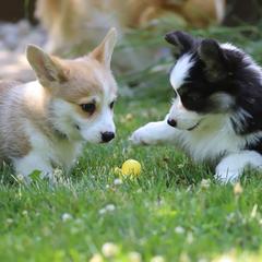 Pembroke Welsh Corgi Puppies from Cosmere Corgis