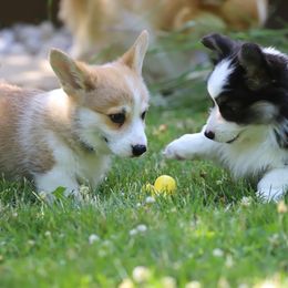 Pembroke Welsh Corgi Puppies from Cosmere Corgis