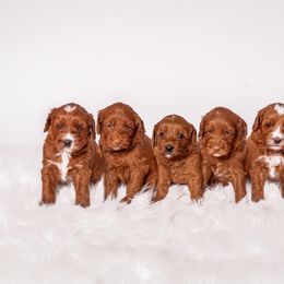 Australian Labradoodle Puppies from Swinging Gate Labradoodles