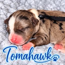 Tomahawk - Tri-color male Bernedoodle puppy in Charleston, South Carolina from Palm Belle Doodles