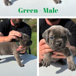Boy 4 - Gray and fawn male Cane Corso puppy in Herriman, Utah from High Country Corsos