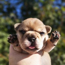 French Bulldog Puppies from Edgewater Frenchies