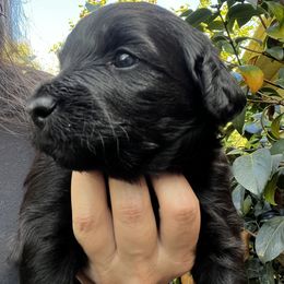 Girl 2 - Black and white Aussiedoodle puppy in Lane County, Oregon from Aussiedoodles of Oregon