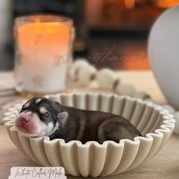 Raiden - Agouti and white male Siberian Husky puppy in Lodi, California from Wolves with Amor