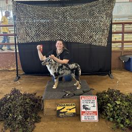 Miniature Australian Shepherd and Toy Australian Shepherd All Grown Up from Bar C Toy & Mini Aussies