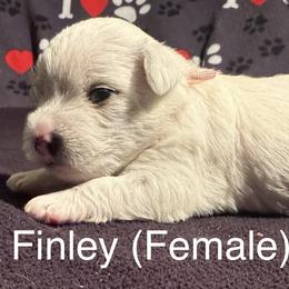 Ms Finley - White female West Highland White Terrier puppy in Metairie, Louisiana from HB Westies