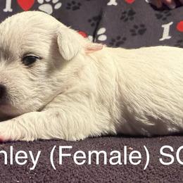 Ms Finley - White female West Highland White Terrier puppy in Metairie, Louisiana from HB Westies