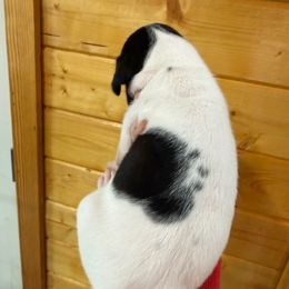 Black and White Pie (spots) - Black and white female Great Dane puppy in Greenville, South Carolina from Allen’s Ridge Ranch