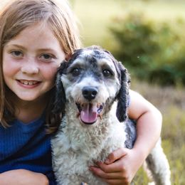 Aussiedoodles and Labradoodles from Doodles & Co