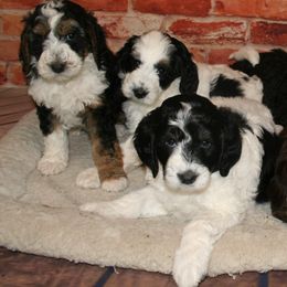 Bernedoodle, Goldendoodle, and Soft Coated Wheaten Terrier Puppies from Red Brick Doodles