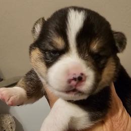 Beans - White and black male Pembroke Welsh Corgi puppy in Williams, California from Half Hitch Corgis