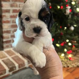 Tristan - Black white and tan male Cocker Spaniel puppy in Church Point, Louisiana from Acadia's Cockers