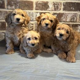 Bernedoodle, Goldendoodle, and Poodle Puppies from Kingdom Kennels