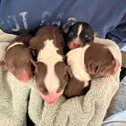 Miniature Australian Shepherd Puppies from Amberwood DD Aussies