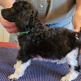 Poodle Puppies from Chapel Hill Poodles