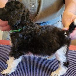 Poodle Puppies from Chapel Hill Poodles
