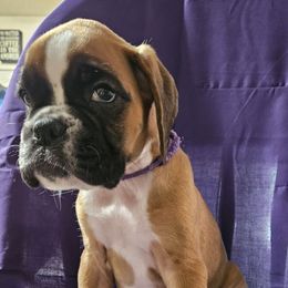 Purple Fawn Female - Fawn female Boxer puppy in Faribault, Minnesota from Laelaps Boxers