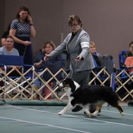 Australian Shepherd and Miniature Australian Shepherd All Grown Up from Ridgestar Aussies