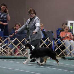 Australian Shepherd and Miniature Australian Shepherd All Grown Up from Ridgestar Aussies